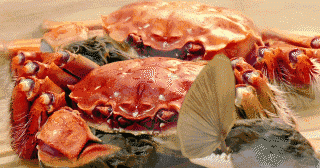 Guide for Inspecting Crayfish: Simple Inspection and Certification Methods Based on Smell and Appearance